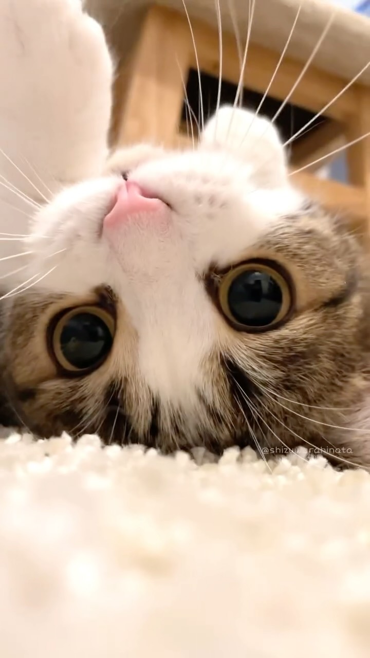 🐱🌸 3月3日はひな祭りだから、勝手にひなた祭り開催😂 Hinata . . . #猫 #cat #catsofinstagram #catlife #catstagram